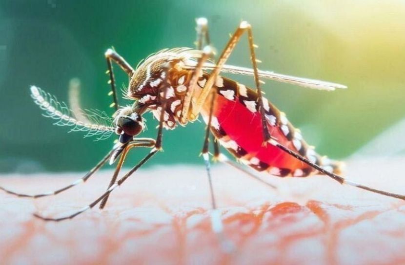 ডেঙ্গুতে ২৪ ঘণ্টায় ৬ মৃত্যু, হাসপাতালে ১,৯৪৮