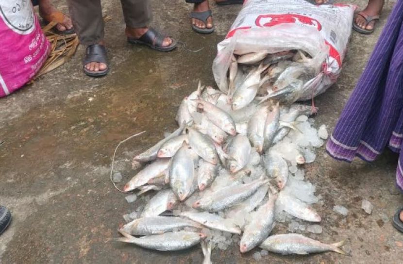 চরফ্যাশনে পুলিশের অভিযানে ২০০ কেজি মা ইলিশ জব্দ