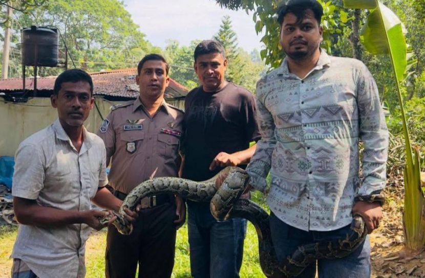 শ্রীমঙ্গলে অক্ষত অজগর সাপ উদ্ধার
