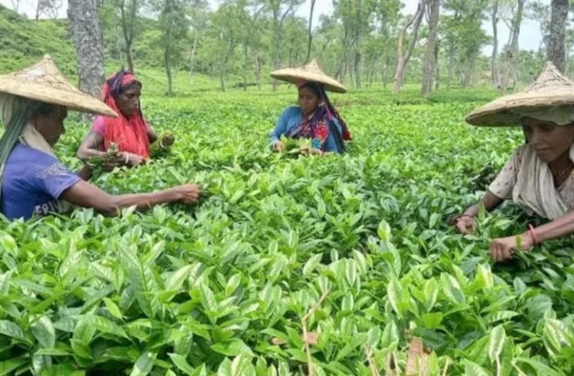 চা বাগানগুলোতে উৎসবের আমেজ