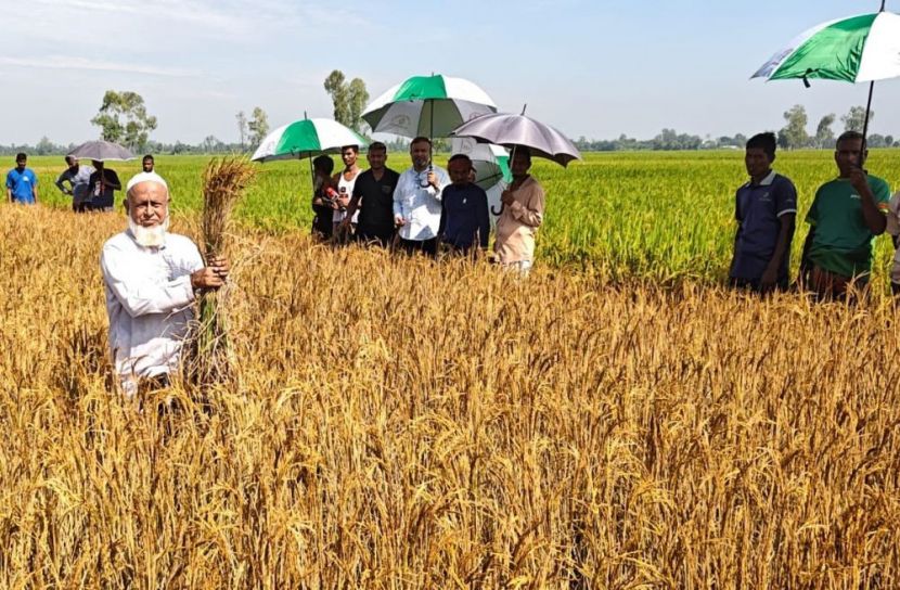 পত্নীতলায় শত্রুতার জেরে আমন ধানে বিষ প্রয়োগের অভিযোগ