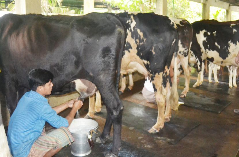 লকডাউনে চট্টগ্রামে দুগ্ধ খামারিদের কান্না